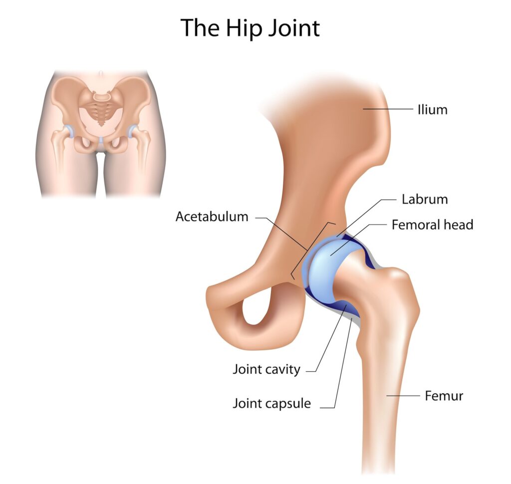 hip joint diagram