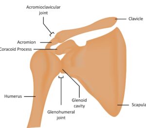 AC joint and the bones of the shoulder